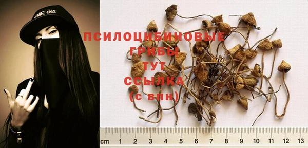 прущие крисы Белокуриха